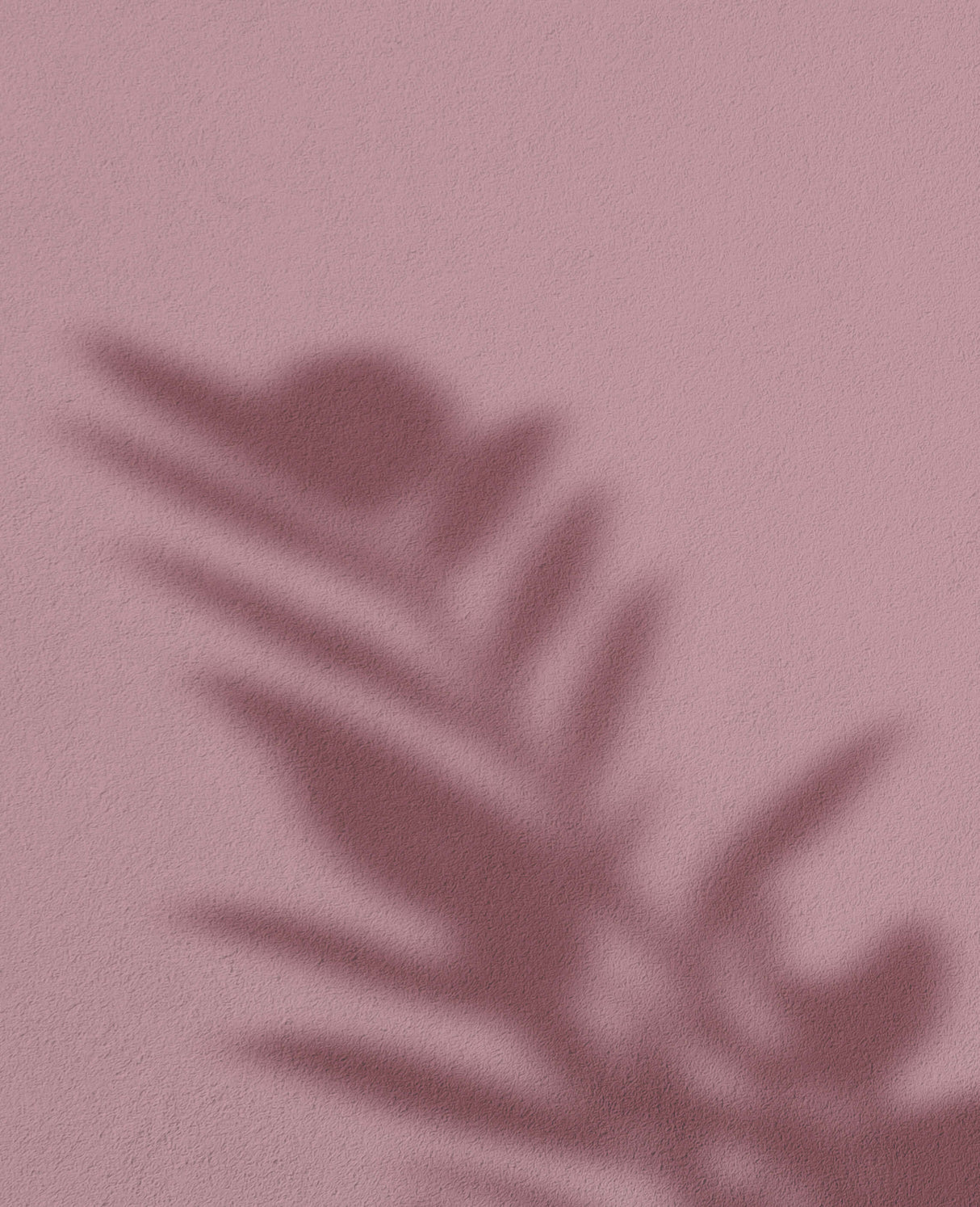 Rosewater Mist · 26